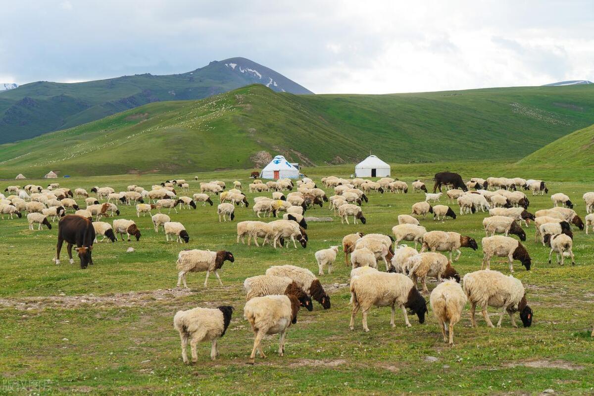 【内蒙古畜博会】2023年第二十届内蒙古国际畜牧业博览会