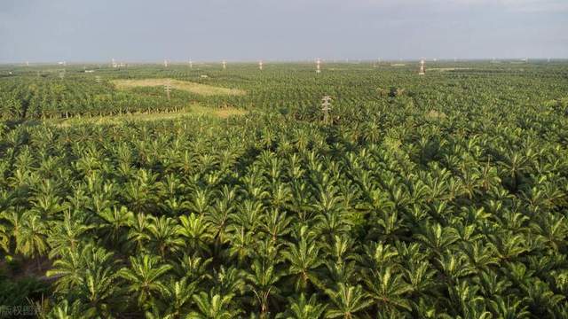 2024第12届马来西亚国际棕榈油工业展会Palmex